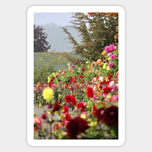 Wall of dahlias Sticker